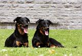 BEAUCERON 784